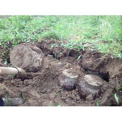 哪里可以買到地窖酒 地窖酒 歡迎您來品嘗客泉醇酒廠批發